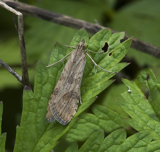 Nomophila noctuella